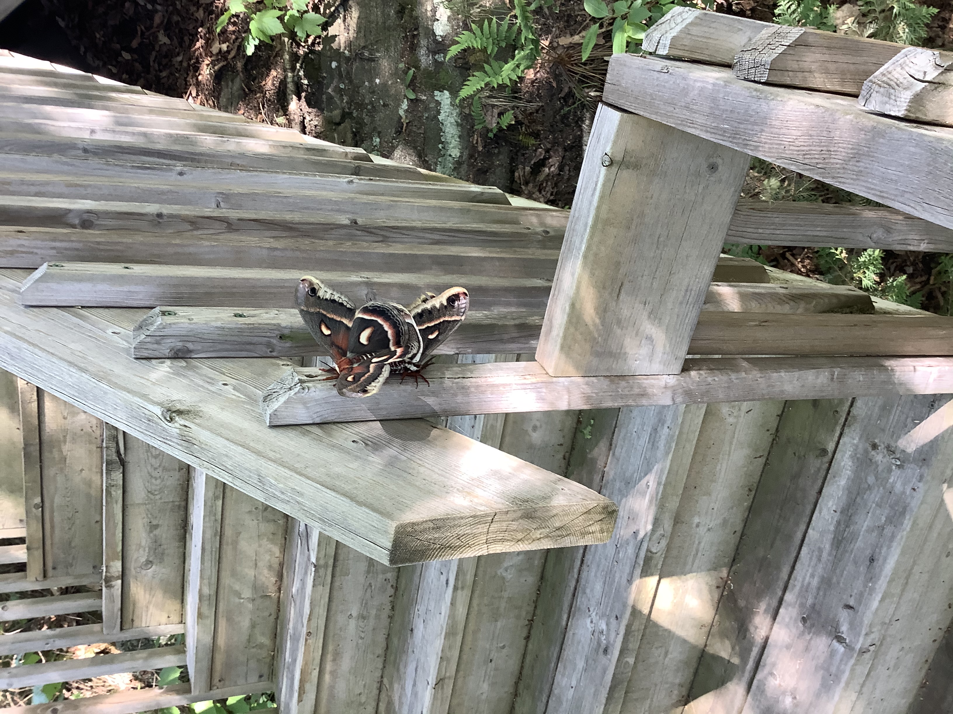 Moth