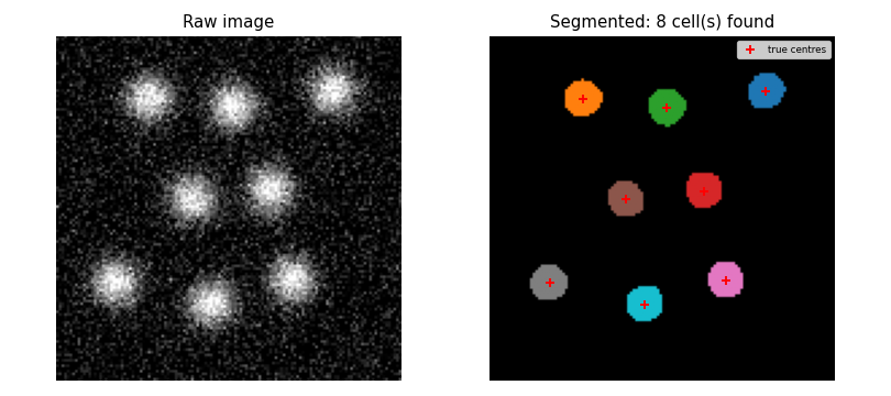 Left: raw synthetic image with 8 Gaussian blobs. Right: segmented image with each cell in a different colour and true centres marked with red crosses.